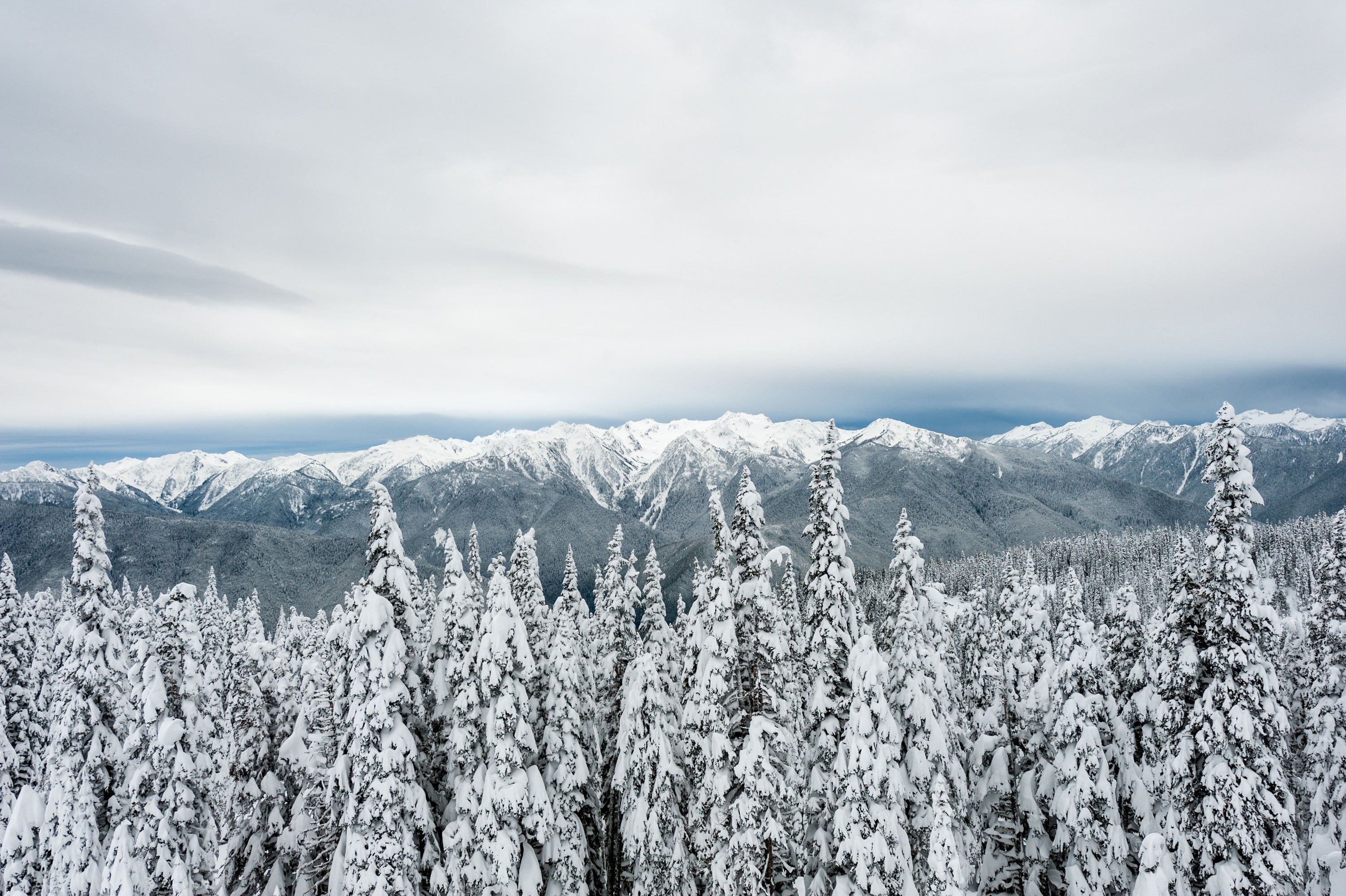 Snow Covered Mountains And Forest