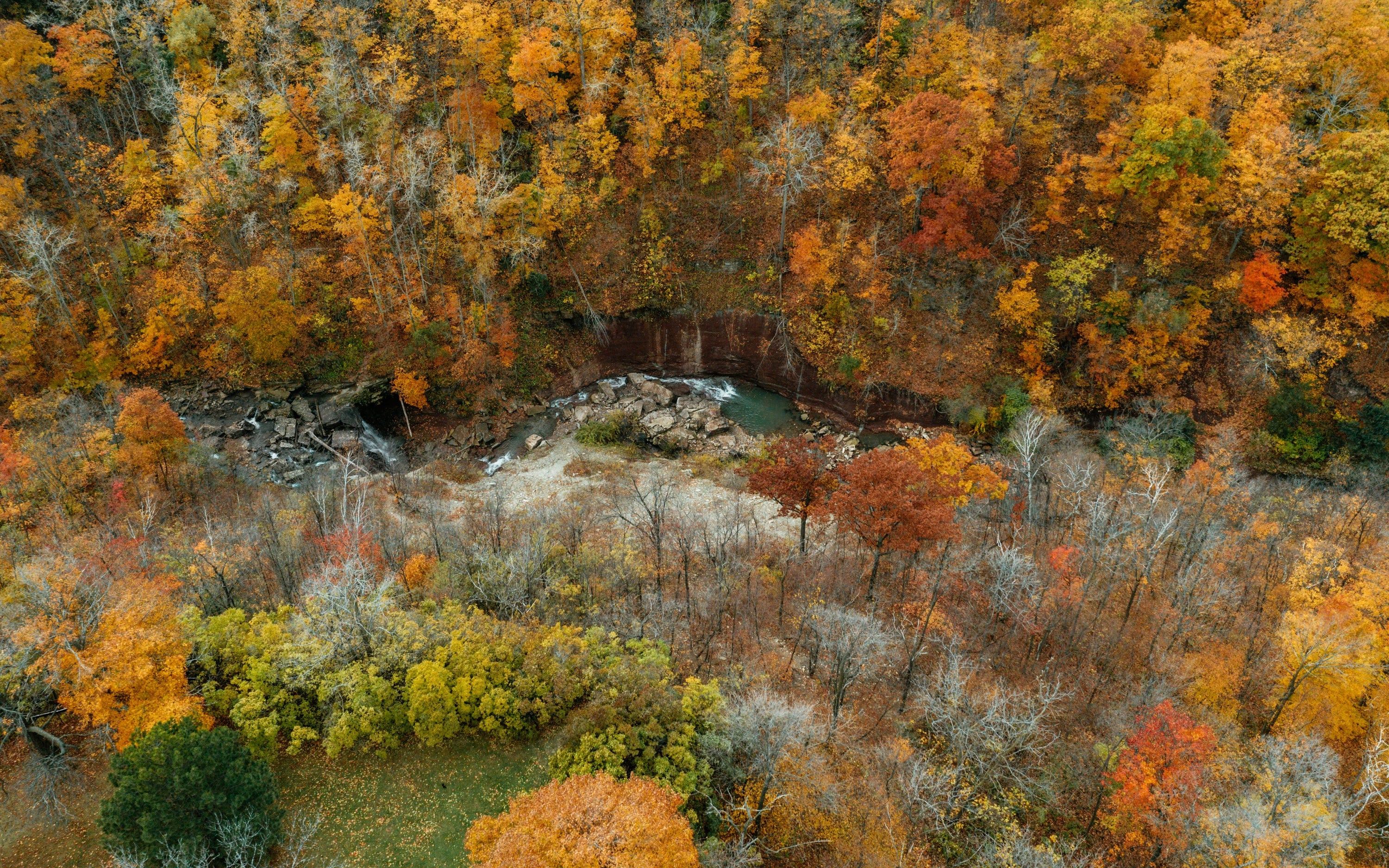Autumn Forest