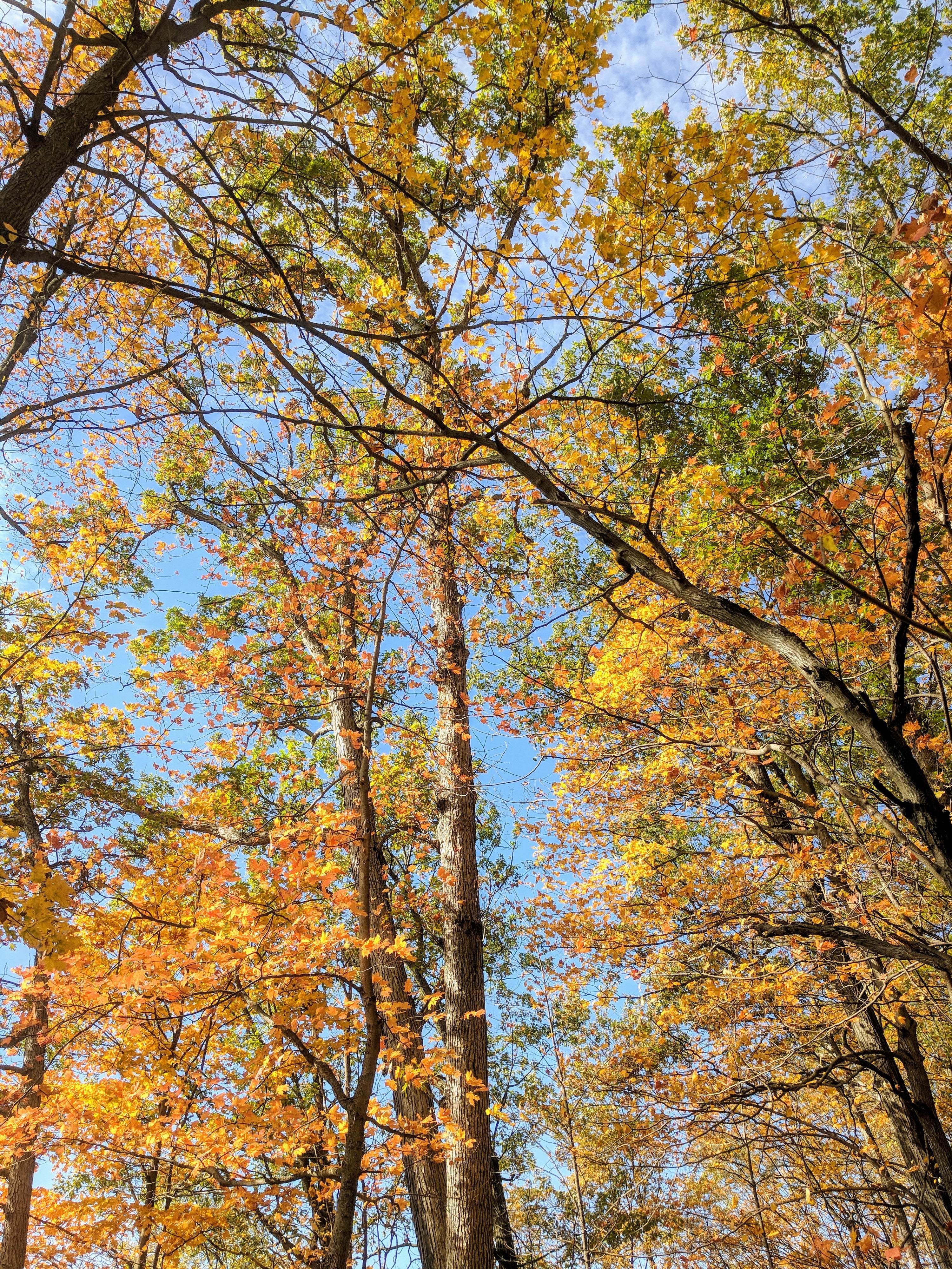colorful autumn leaves on tall trees and blue sky showing above